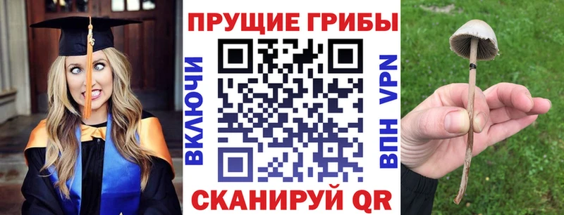 Купить где  Циолковский  Галлюциногенные грибы Psilocybe 